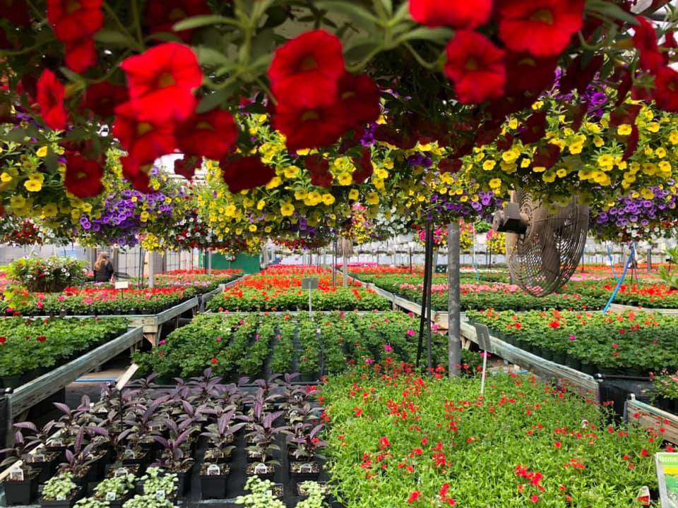 Opening Day Shopping For Proven Winners Garden Flowers At The Greenhouse