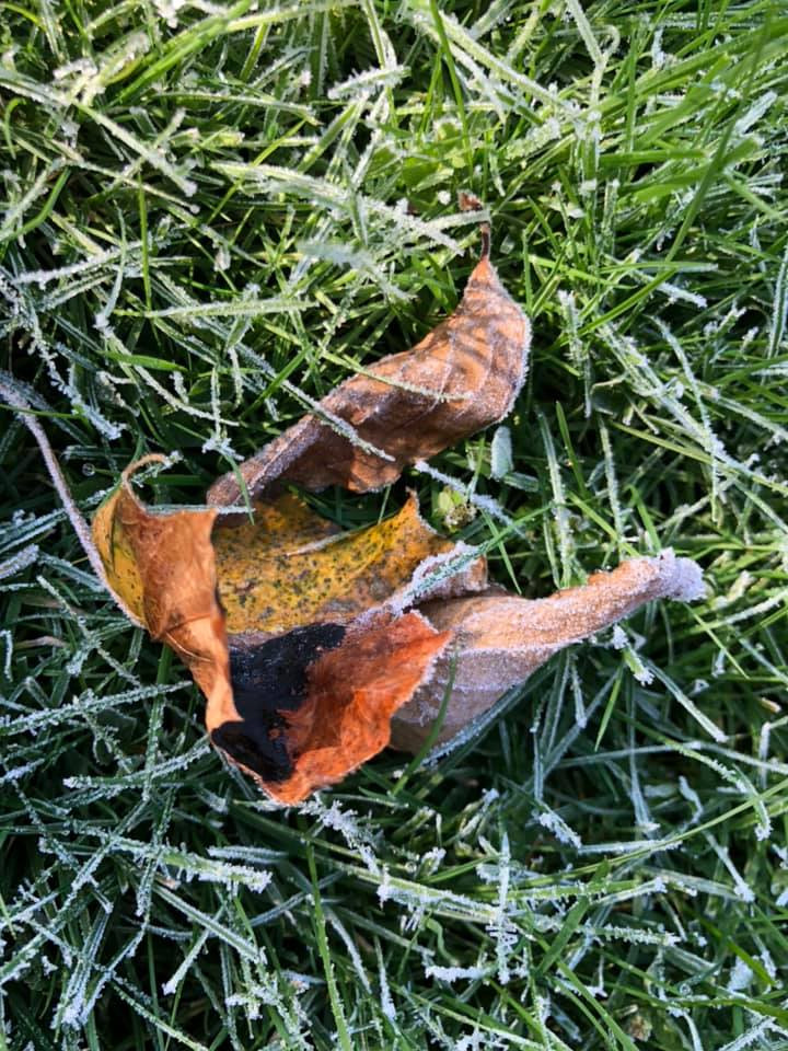 First-Fall-Frost-3